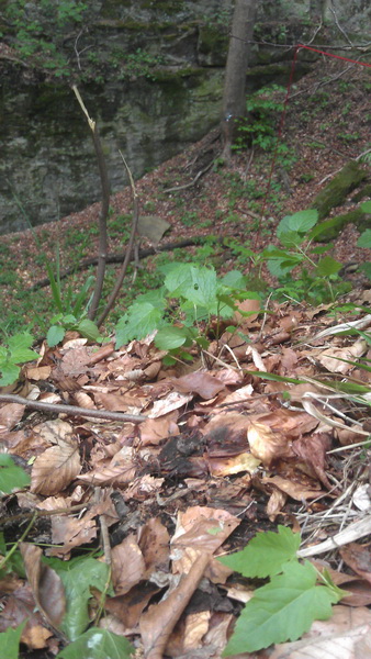 IMAG0269.jpg